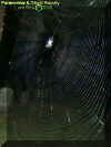 spider1.jpg (40337 bytes)