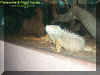 1iguana.jpg (38191 bytes)