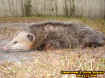 possum3.jpg (59192 bytes)