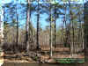 woods1.jpg (74060 bytes)