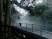 foggyboardwalk.jpg (32416 bytes)