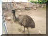 emu.jpg (44357 bytes)