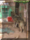 wolf1.jpg (36544 bytes)