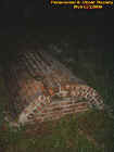 brickupperburial.jpg (47232 bytes)