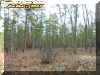woods1.jpg (58453 bytes)