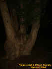 eerietree2.jpg (31666 bytes)