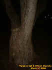 eerietree4.jpg (24240 bytes)