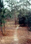 ocalatrailforest.jpg (30877 bytes)