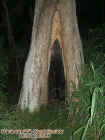 spookytree.jpg (45641 bytes)