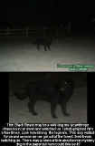 blackbeast1.jpg (62407 bytes)