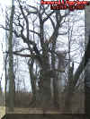 eerietreet.jpg (75654 bytes)