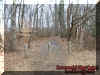 woods2.jpg (63757 bytes)