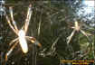 giantspiders1.jpg (51937 bytes)