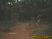 woods3.jpg (41234 bytes)