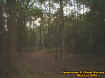 woods4.jpg (49649 bytes)