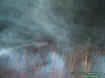 2woodsecto1.jpg (65366 bytes)