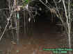 woods3.jpg (52617 bytes)