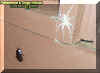 spiderroach.jpg (21012 bytes)