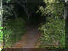 woods4.jpg (48823 bytes)
